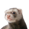 Тхори