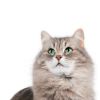 Кішки